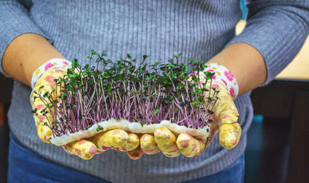 Microgreen sprouts in hands. Nature. Selective focus.の写真素材