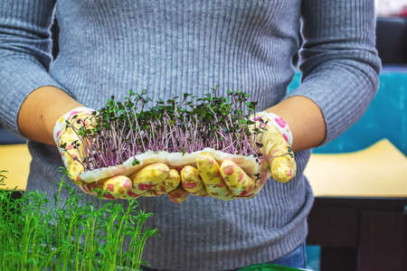 Microgreen sprouts in hands. Nature. Selective focus.の写真素材