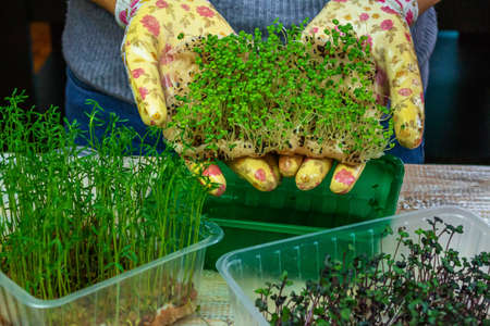 Microgreen sprouts in hands. Nature. Selective focus.の写真素材