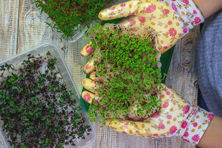 Microgreen sprouts in hands. Nature. Selective focus.の写真素材