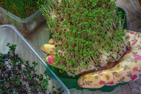 Microgreen sprouts in hands. Nature. Selective focus.の写真素材