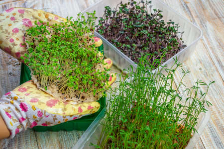 Microgreen sprouts in hands. Nature. Selective focus.の写真素材