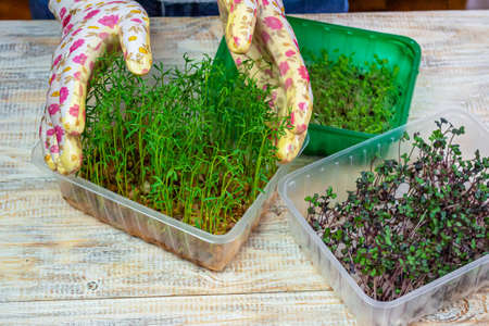 Microgreen sprouts in hands. Nature. Selective focus.の写真素材