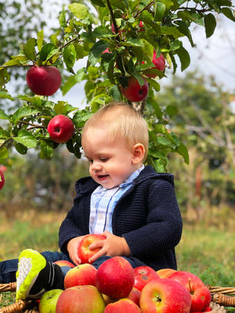 Son assistant in the apple orchard.の写真素材