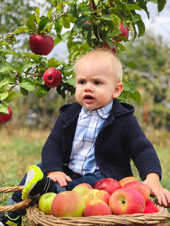 Son assistant in the apple orchard.の写真素材