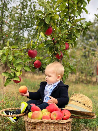 Son assistant in the apple orchard.の写真素材