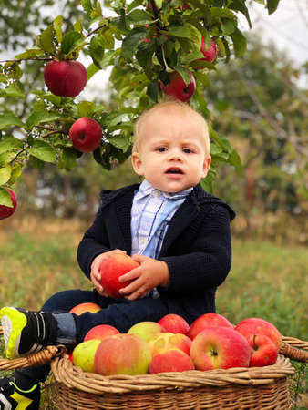 Son assistant in the apple orchard.の写真素材