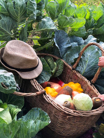The child is a little farmer. Farm assistant.の写真素材