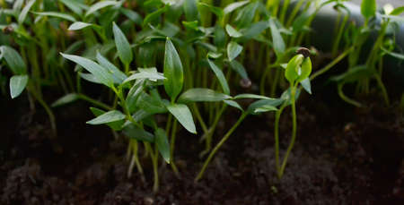 paprika plants in pots on window sillの写真素材