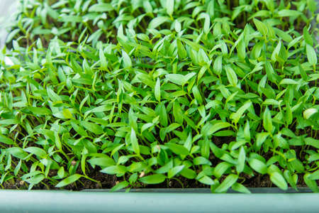 paprika plants in pots on window sill.の写真素材