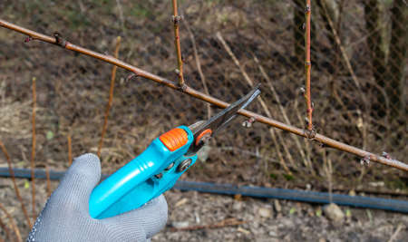 Pruning an fruit tree - Cutting Branches at springの写真素材