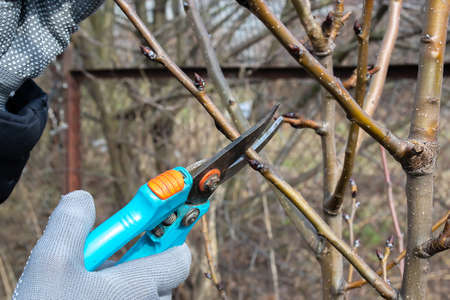 Pruning an fruit tree - Cutting Branches at springの写真素材
