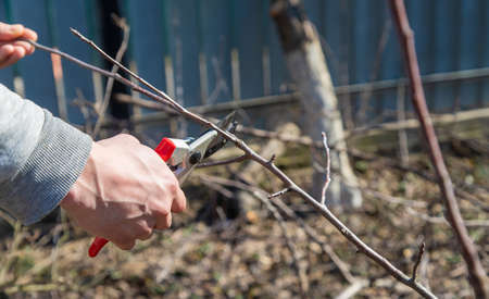 pruning branches with pruning shears.の写真素材