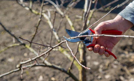 pruning branches with pruning shears.の写真素材