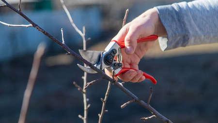 pruning branches with pruning shears.の写真素材