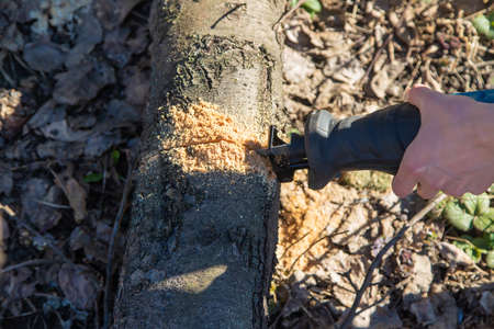 pruning trees with an electric saw.の写真素材