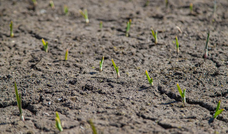 Cracked, parched land after a drought
