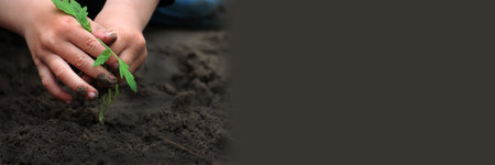 Child hands protecting tomato seedling on soil backgroundの写真素材