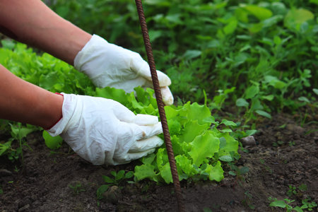 vegetable garden, garden plant beds on the farm. selective focus