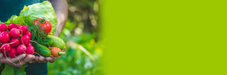 farmer in blue clothes holds ripe vegetables in his hands. Carrots, pink radishes, zucchini, cucumber, onions. No plastic, no waste, ecology Selective focusの写真素材