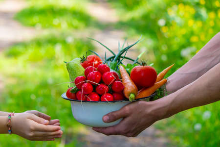 A man and his child in the garden with vegetables in their hands. Selective focus. nature.の写真素材