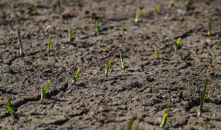 Cracked, parched land after a drought