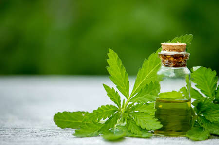 Cannabis herb and leaves for treatment broth, tincture, extract, oil. Selective focus.の写真素材