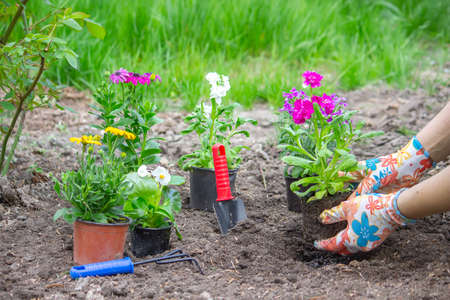 The girl plants flowers in the flowerbed.の写真素材
