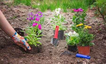 The girl plants flowers in the flowerbed.の写真素材