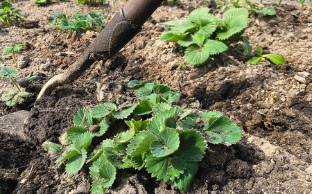 Rural farm with strawberry bush. strawberry care