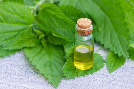 tincture of nettle in a bottle and fresh leaves isolated with shadows on a light background, medicinal herb for overweight, diabetes and renal weakness, selected focus, shallow depth of fieldの写真素材