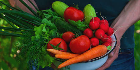 farmer in blue clothes holds ripe vegetables in his hands. Carrots, pink radishes, zucchini, cucumber, onions. No plastic, no waste, ecology Selective focusの写真素材