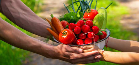 A man and his child in the garden with vegetables in their hands. Selective focus. nature.の写真素材