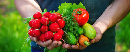 farmer in blue clothes holds ripe vegetables in his hands. Carrots, pink radishes, zucchini, cucumber, onions. No plastic, no waste, ecology Selective focusの写真素材
