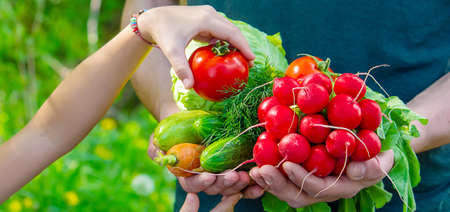 A man and his child in the garden with vegetables in their hands. Selective focus. nature.の写真素材