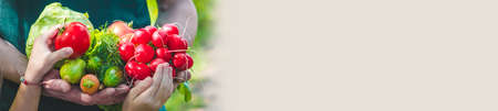 A man and his child in the garden with vegetables in their hands. Selective focus. nature.の写真素材