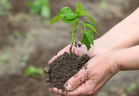 Woman holding green pepper seedlings over the soil, top view. Nature. Selective focusの写真素材