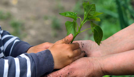 A child holds a green plant on dark brown soil, pepper seedlings. Nature, selective focusの写真素材