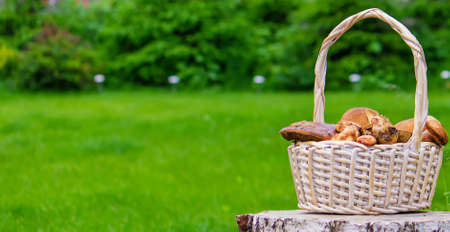 Forest mushrooms in a basket on a tree stump. Nature. Selective focusの写真素材