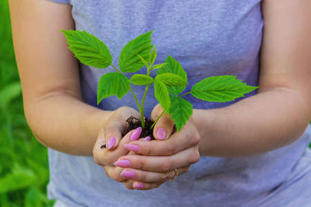hand holding young plant on blur green nature background and sunslight. concept eco earth dayの写真素材