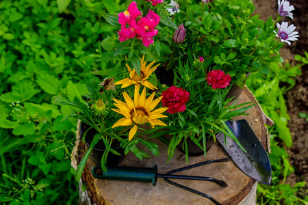 Beautiful flowerpots flowers grow on a tree stump, garden decoration. Nature. Selective focus.の写真素材