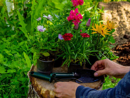 Beautiful flowerpots flowers grow on a tree stump, garden decoration. Nature. Selective focus.の写真素材