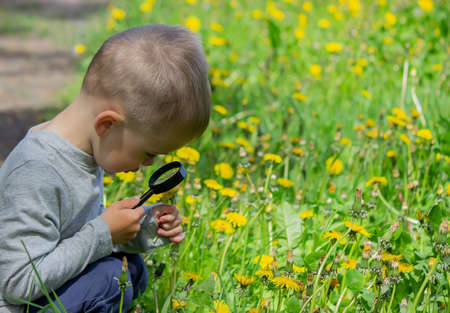 The child examines the flower in a magnifying glass. Nature. Selective focusの写真素材