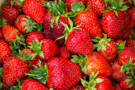 A plate with ripe juicy strawberries. plate with freshly picked strawberries, Harvesting berries, Healthy food, Organic food. Selective focusの写真素材