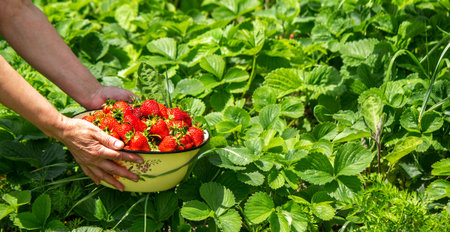 A hand holding a white bowl full of fresh ripe juicy harvest of strawberries against a background of...