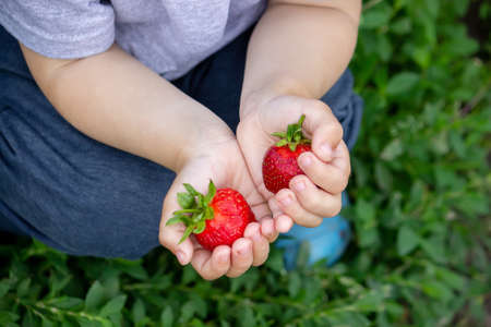 Fresh strawberries in the hands of a child. Nature. Selective focus.の写真素材