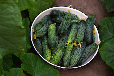 Summer harvest. A macro shot of a group of freshly picked green ripe cucumbers. Selective focus