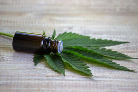 Cannabis herb and leaves for treatment broth, tincture, extract, oil. Selective focus.の写真素材