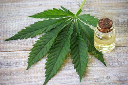 Cannabis herb and leaves for treatment broth, tincture, extract, oil. Selective focus.の写真素材