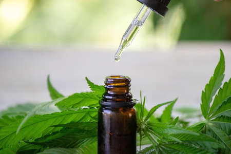 Cannabis herb and leaves for treatment broth, tincture, extract, oil. Selective focus.の写真素材